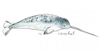 Cetacea Narwhal | Obraz na stenu