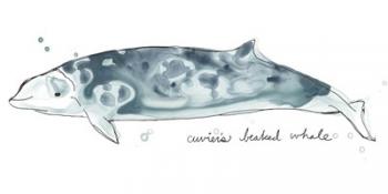 Cetacea Cuviers Beaked Whale | Obraz na stenu