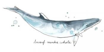 Cetacea Dwarf Minke Whale | Obraz na stenu