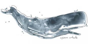 Cetacea Sperm Whale | Obraz na stenu