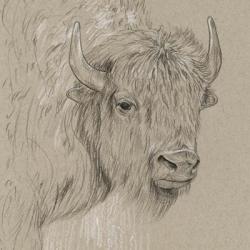 Bison Sketch I | Obraz na stenu