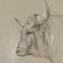Bison Sketch II | Obraz na stenu