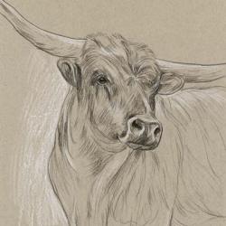 Longhorn Sketch I | Obraz na stenu