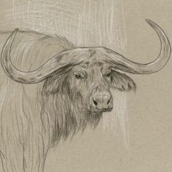 Longhorn Sketch II | Obraz na stenu