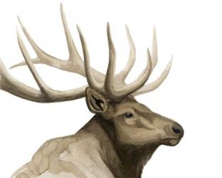 Call of the Elk I | Obraz na stenu