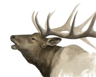 Call of the Elk II | Obraz na stenu