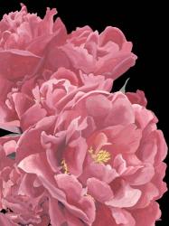 Peonies of My Heart I | Obraz na stenu