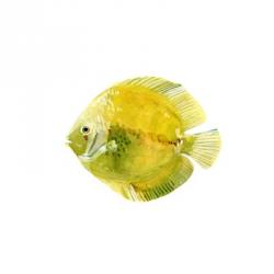 Discus Fish I | Obraz na stenu