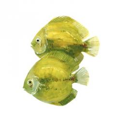Discus Fish II | Obraz na stenu