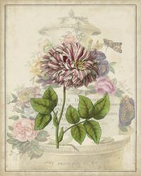 Vintage Rose Bookplate | Obraz na stenu