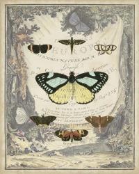 Vintage Butterfly Bookplate | Obraz na stenu