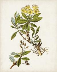 Antique Botanical Study IV | Obraz na stenu