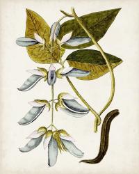 Antique Botanical Study V | Obraz na stenu