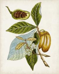 Antique Botanical Study VI | Obraz na stenu