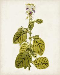 Antique Botanical Study VII | Obraz na stenu
