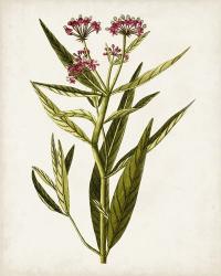 Antique Botanical Study VIII | Obraz na stenu