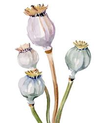 Watercolor Poppy Pods II | Obraz na stenu