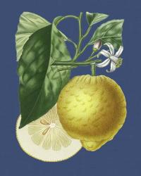 French Lemon on Navy I | Obraz na stenu