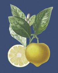 French Lemon on Navy II | Obraz na stenu