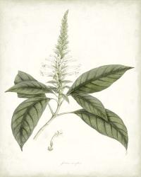Sage Botanical II | Obraz na stenu
