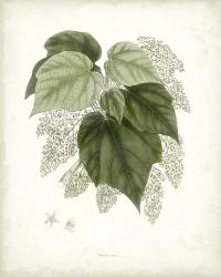 Sage Botanical III | Obraz na stenu