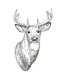 Whitetail Wireframe I | Obraz na stenu