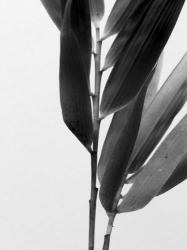 B&W Bamboo II | Obraz na stenu