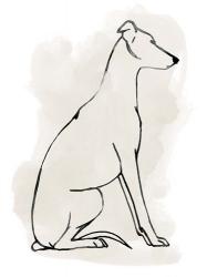 Greyhound Sketch I | Obraz na stenu