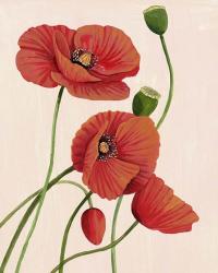 Soft Coral Poppies I | Obraz na stenu