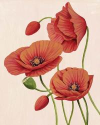 Soft Coral Poppies II | Obraz na stenu