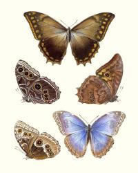 Violet Butterflies I | Obraz na stenu