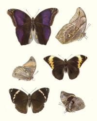 Violet Butterflies II | Obraz na stenu