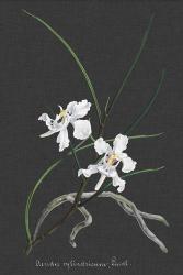 Orchid on Slate II | Obraz na stenu