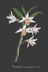 Orchid on Slate IV | Obraz na stenu