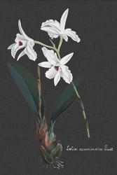 Orchid on Slate V | Obraz na stenu