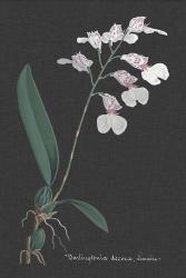 Orchid on Slate VI | Obraz na stenu