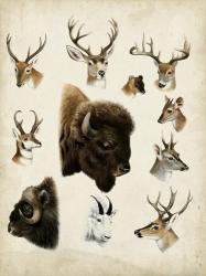Western Animal Species I | Obraz na stenu