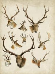 Western Animal Species II | Obraz na stenu
