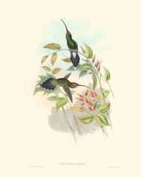 Hummingbird Delight I | Obraz na stenu