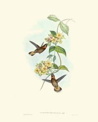 Hummingbird Delight II | Obraz na stenu