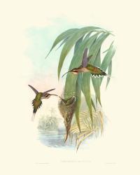 Hummingbird Delight III | Obraz na stenu