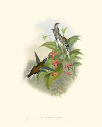 Hummingbird Delight IV | Obraz na stenu