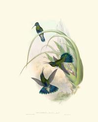 Hummingbird Delight VI | Obraz na stenu