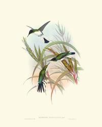 Hummingbird Delight VII | Obraz na stenu
