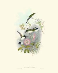 Hummingbird Delight VIII | Obraz na stenu