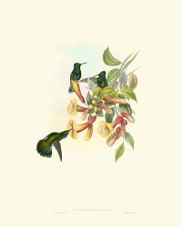 Hummingbird Delight IX | Obraz na stenu