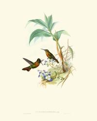 Hummingbird Delight X | Obraz na stenu