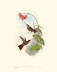 Hummingbird Delight XI | Obraz na stenu