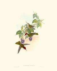 Hummingbird Delight XII | Obraz na stenu