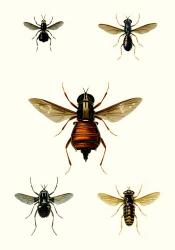 Entomology Series III | Obraz na stenu